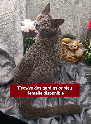 T'éowyn des gardins or bleu - Chartreux