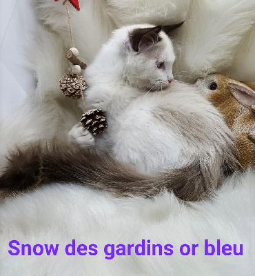 Snow des gardins or bleu