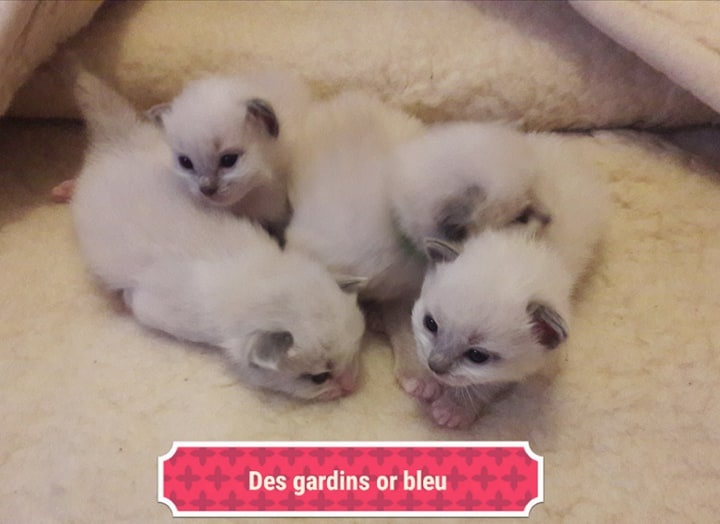 chaton Ragdoll Des Gardins Or Bleu