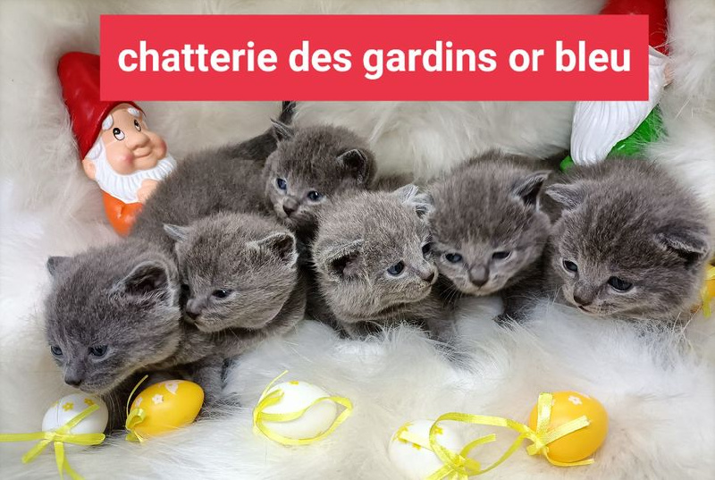 chaton Chartreux Des Gardins Or Bleu