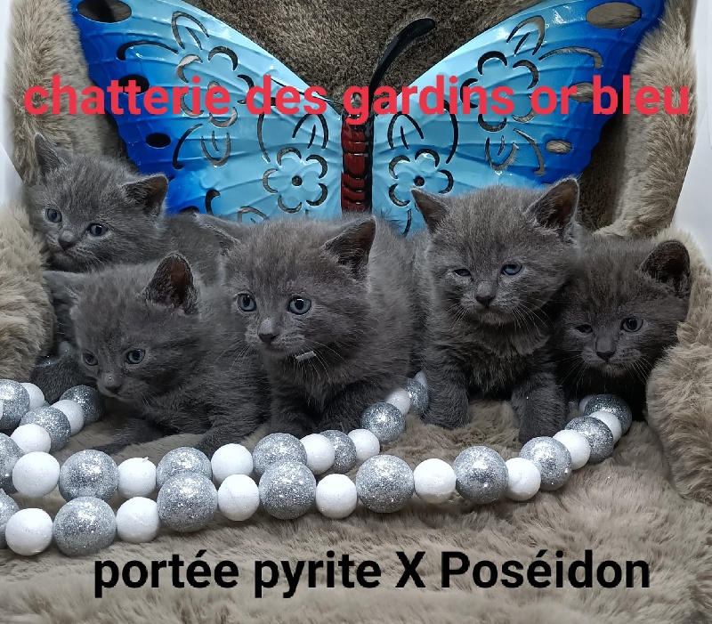 Des Gardins Or Bleu - Chartreux - Portée née le 29/11/2021