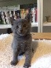 De L'élégance Bleu - Adorable chaton chartreux à réserver 