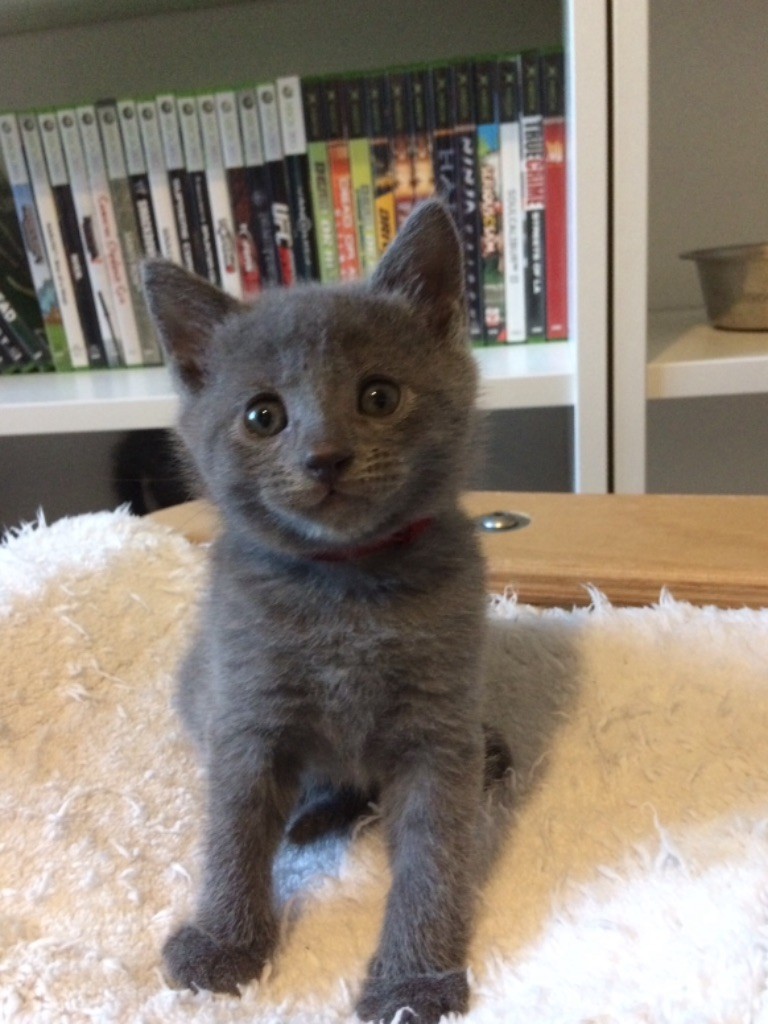 De L'élégance Bleu - Adorable chaton chartreux à réserver 
