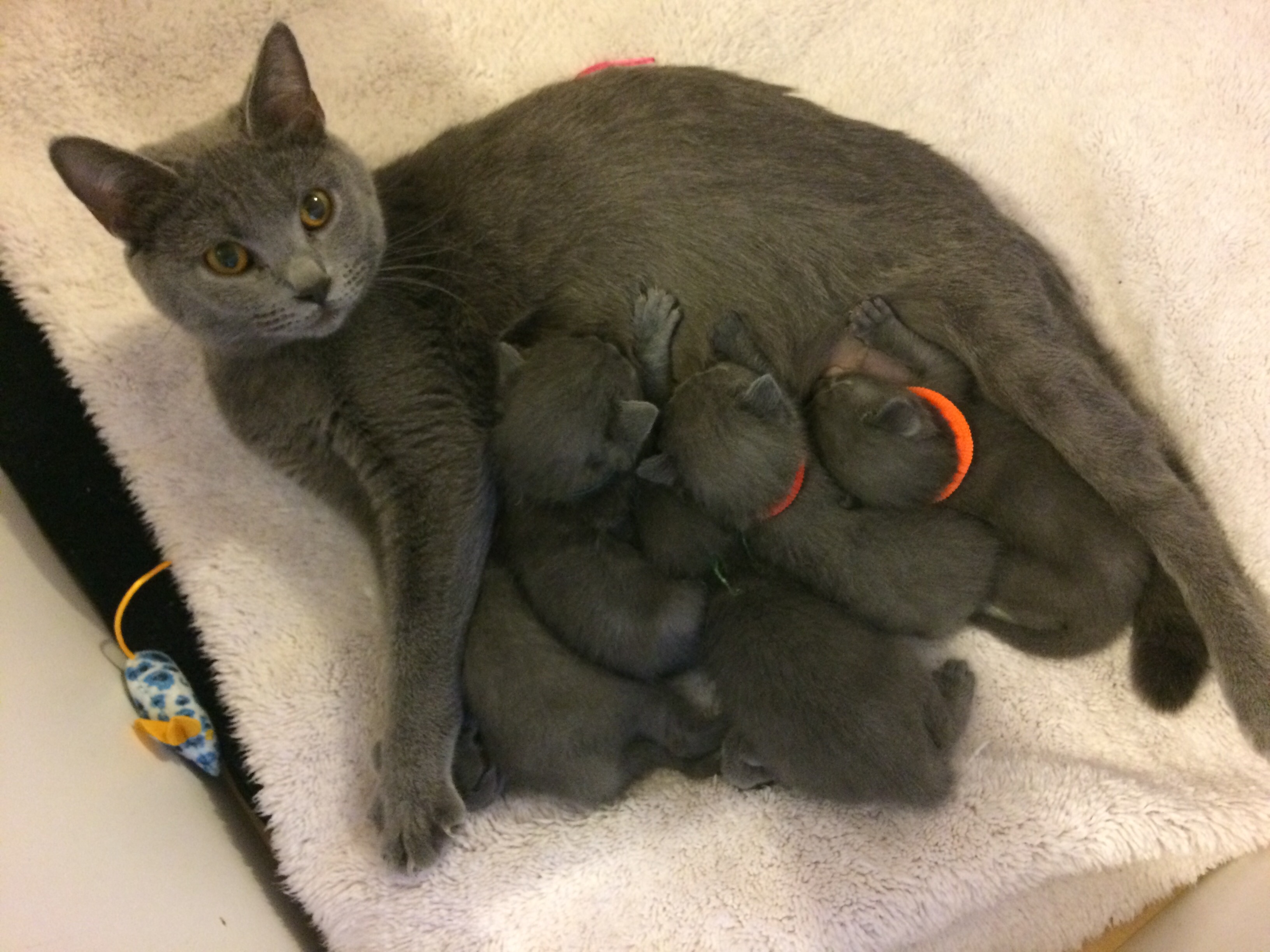 chaton Chartreux De L'élégance Bleu