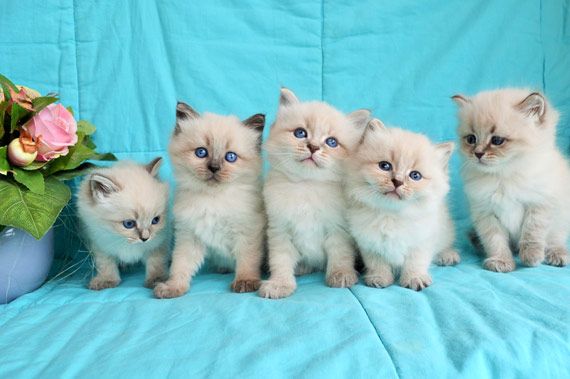 Altichat - Superbes chatons siberien LOOF pedigree hypoallergénique à résever 