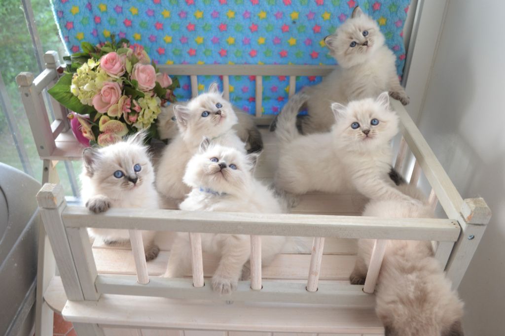 Altichat - 7 nouveaux chatons sibériens ALTICHAT