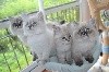 Altichat - 10 chatons sibériens neva masquerade