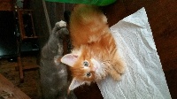 Coolcat's - Chaton disponible  - Maine Coon