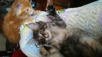 Coolcat's - Chaton disponible  - Maine Coon