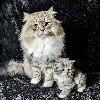 Iz Kolybel'nykh - Tchaïkovski et un de ses premiers chatons, Mini-Tchaï <3