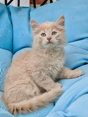 BOWIE
