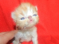 For Good Time - Chaton disponible  - Exotic Shorthair