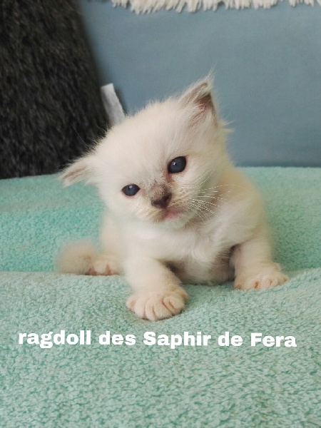 chaton Ragdoll Des Saphir De Fera