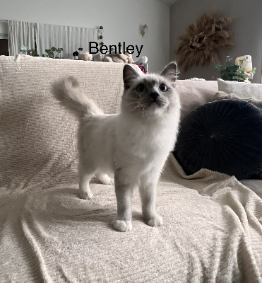 Des Saphir De Fera - Chaton disponible  - Ragdoll