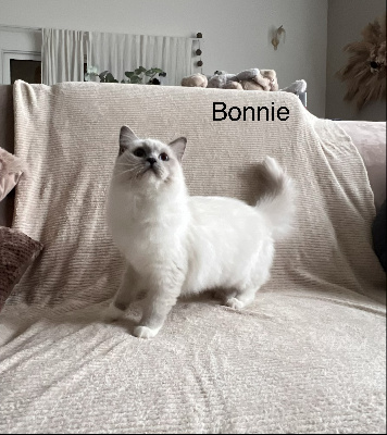 Des Saphir De Fera - Chaton disponible  - Ragdoll
