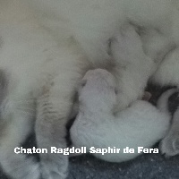 CHATON point ou mitted
