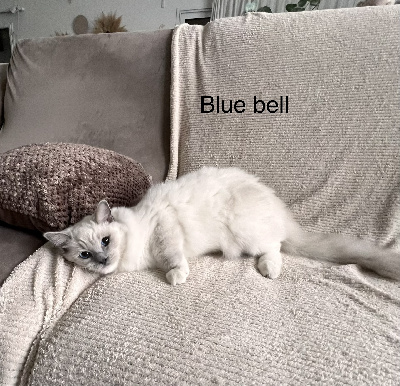 Des Saphir De Fera - Chaton disponible  - Ragdoll
