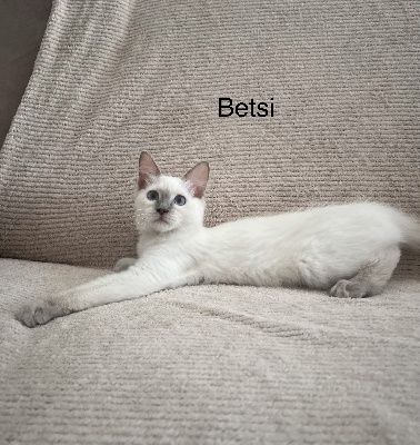 Chaton Ragdoll loof ( pure race) Ragdoll