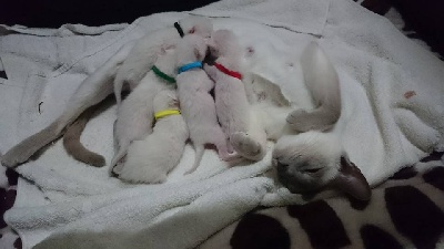 Ko'maew's - Nos chatons nés le 16 mai 2016