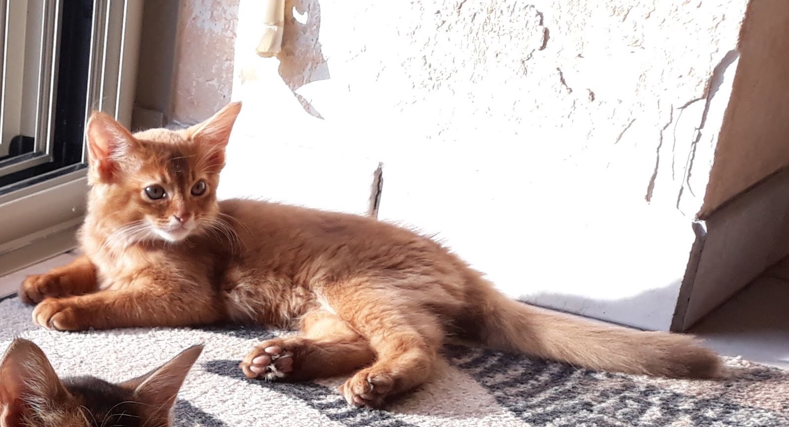 Elevage signé cat's eyes - eleveur de chats Somali