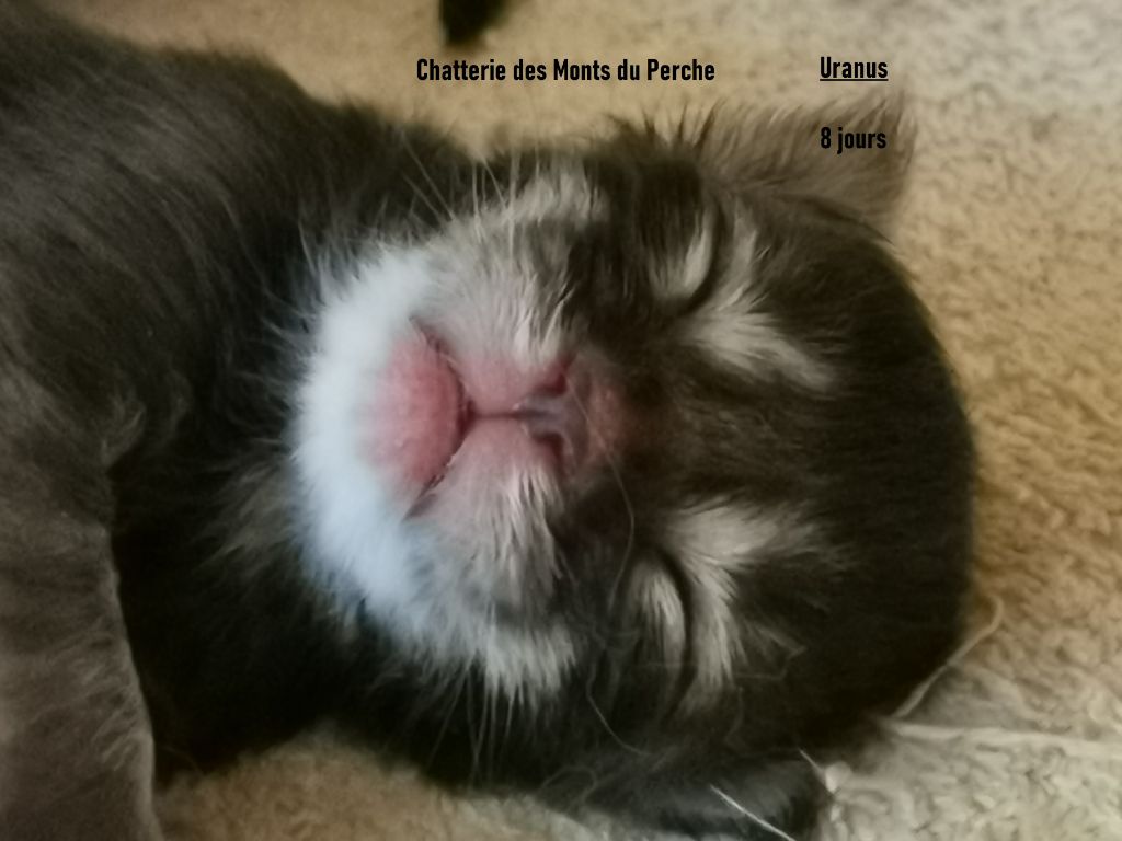 Des Monts Du Perche - 2 chatons sont nés le 19 avril 2023 ! du mariage de Pepper et Séleste