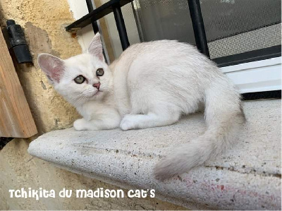 Du Madison Cat's - Burmese anglais (Burmilla...) - Portée née le 04/08/2022