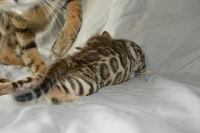 Coffee Bengal - Chaton disponible  - Bengal