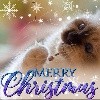 Djalisco's - Merry Christmas - Joyeux Noel :)