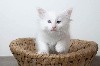 Des Pattes Iodées - Des chatons disponibles