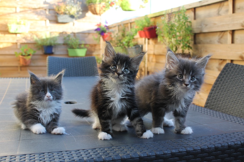 Des Cats Swingueurs - Maine Coon - Portée née le 29/07/2018