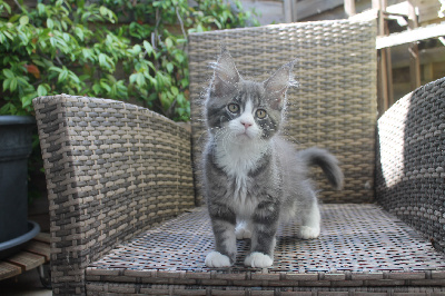 Des Cats Swingueurs - Chaton disponible  - Maine Coon