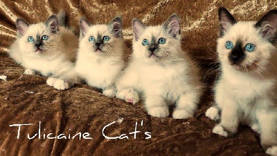 Tulicaine Cat's - Nos petits choux sont tous réservés!