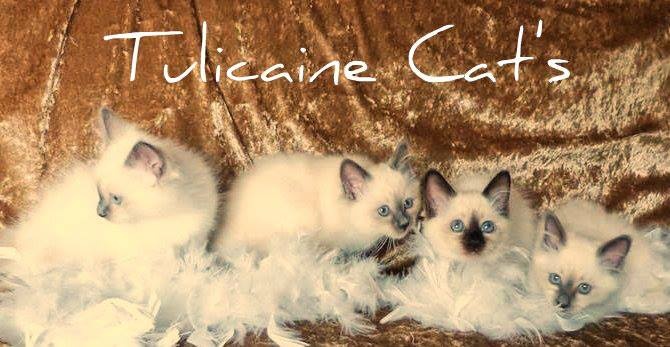 chaton Sacré de Birmanie Tulicaine Cat's
