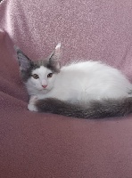 Of Homega - Chaton disponible  - Maine Coon