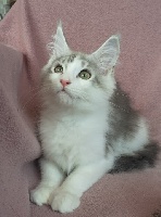 Of Homega - Chaton disponible  - Maine Coon