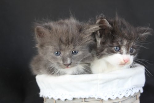 chaton Norvégien des bories de yakoubia