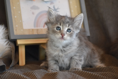 des bories de yakoubia - Chaton disponible  - Norvégien