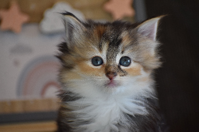 des bories de yakoubia - Chaton disponible  - Norvégien