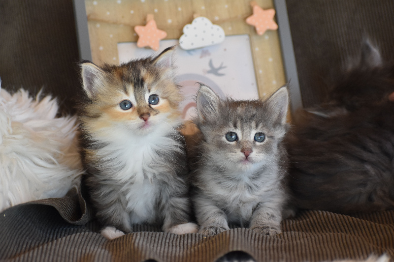 chaton Norvégien des bories de yakoubia