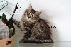 De Llillandril - chatons à réserver 8 semaines!