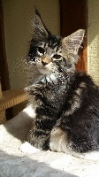 Of Maldoror's Coon - Chaton disponible  - Maine Coon