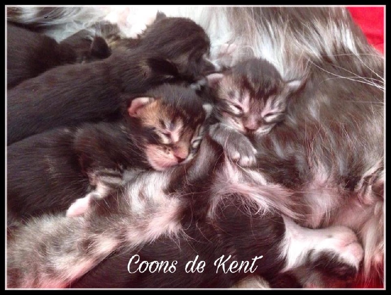 chaton Maine Coon Des Coons De Kent