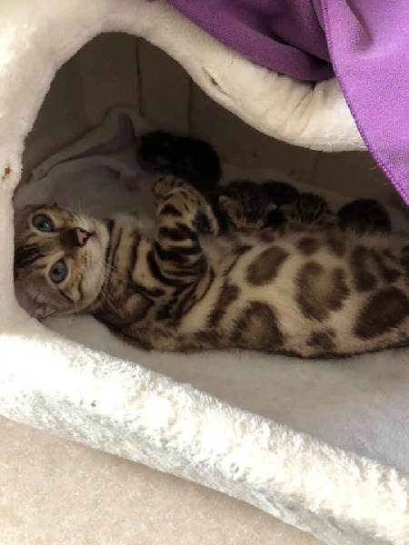 chaton Bengal Pop Bengal