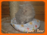 June - Bear