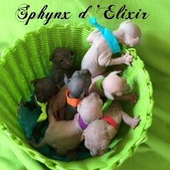 Des Sphynx D'Elixir - Sphynx - Portée née le 10/07/2014