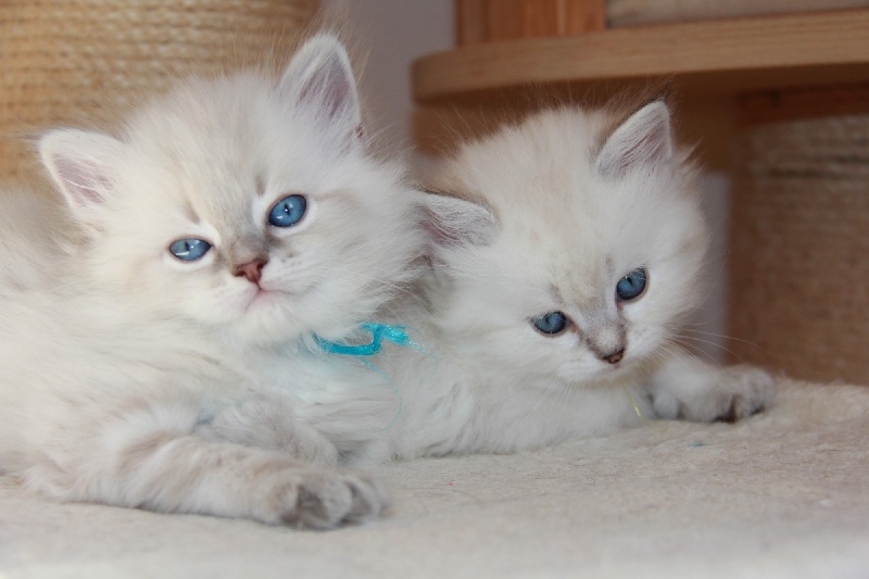 chaton Sibérien Du Bois D'Eden