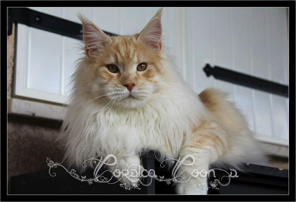 Corsica Coon's - Chats adultes Maine Coon 