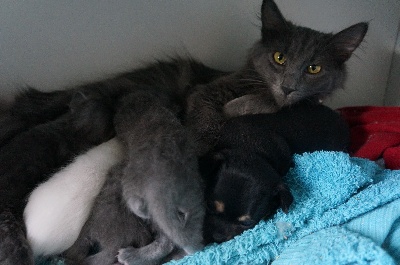 D'Aysun - 5 petits chatons nés le 31 août 