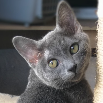 Hello-Korat - Chaton disponible  - Korat