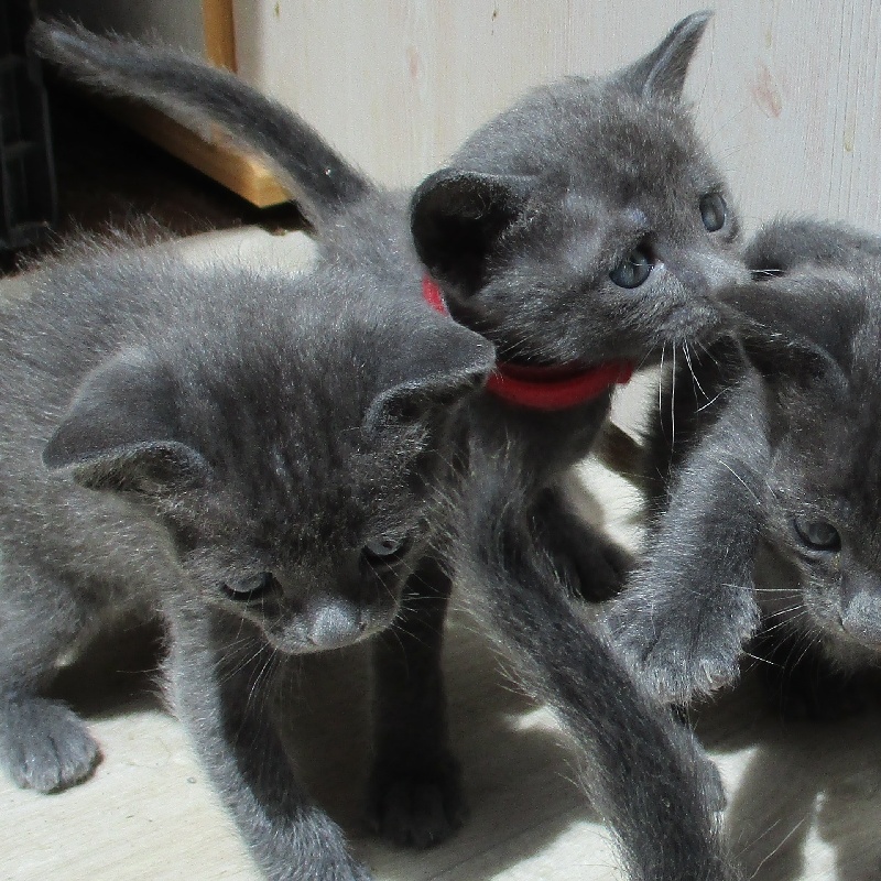 Hello-Korat - Korat - Portée née le 20/05/2018